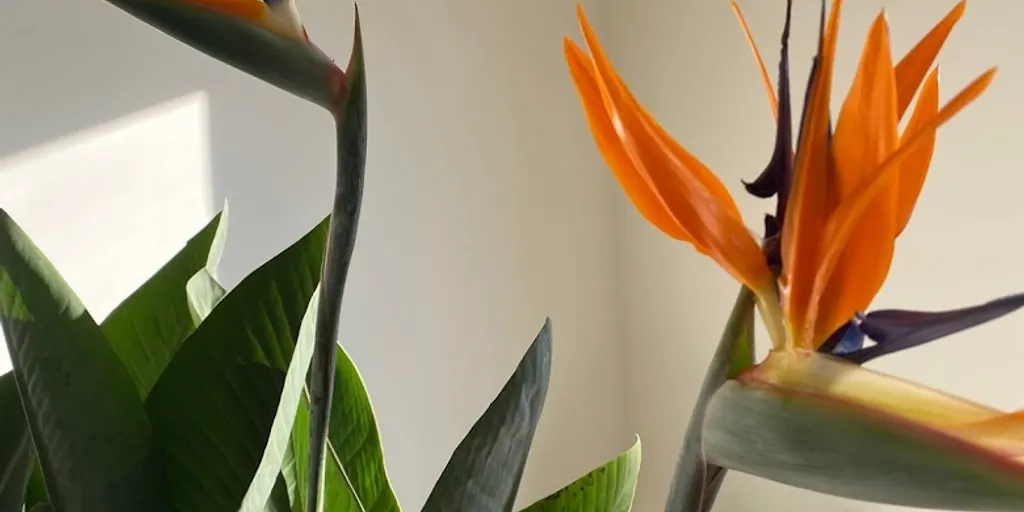 SPAnko Wellness - Zdjęcie 9