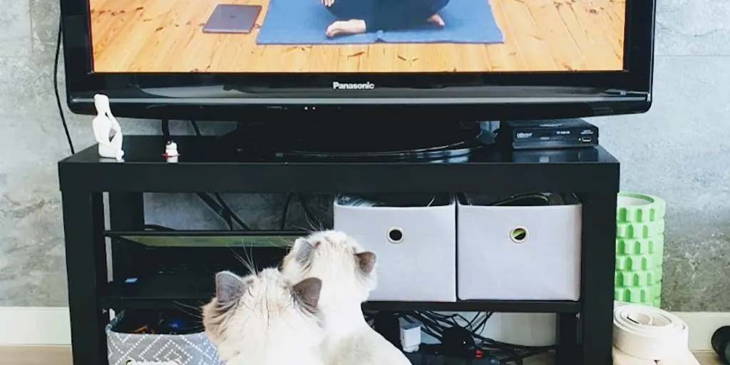 Joga KarmaJoga - szkoła jogi Katowice - Zdjęcie 8