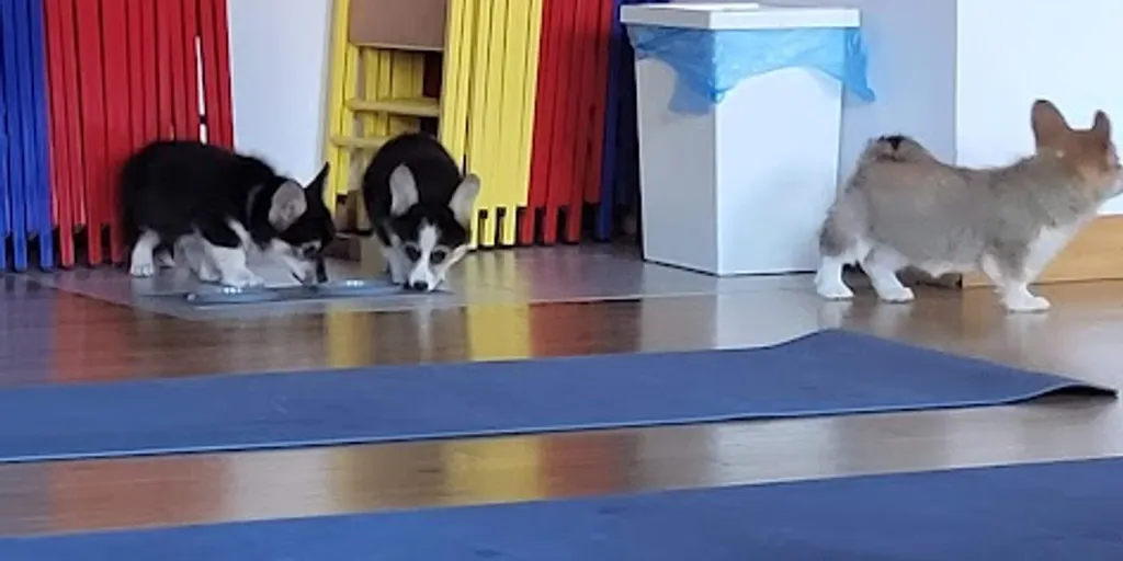 Yoga i Pilates Szkoła Zofii Netter - Zdjęcie 5